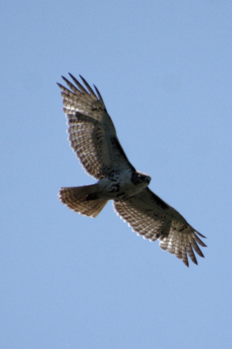Red-tailed Hawk - ML619306335