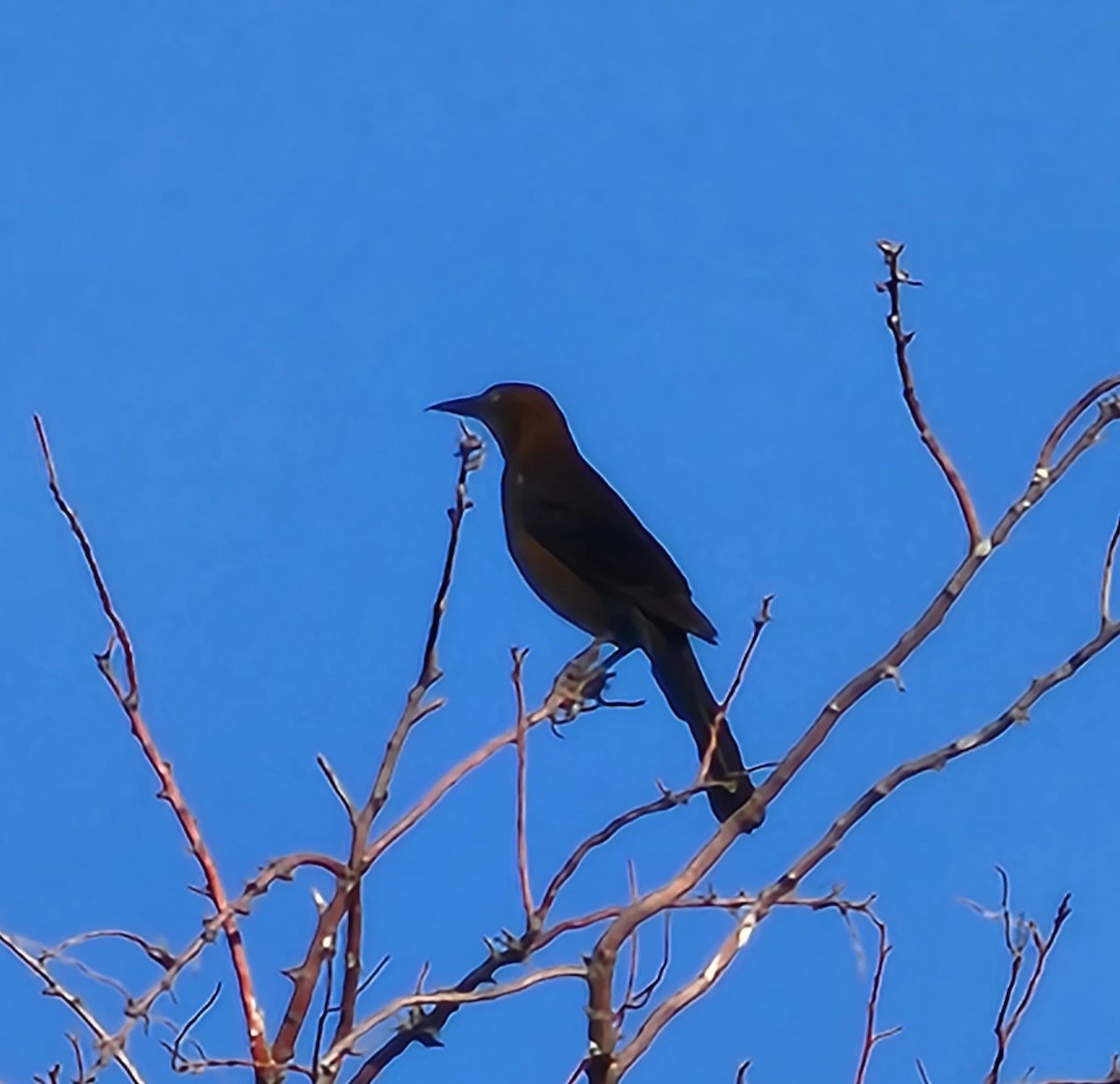 Great-tailed Grackle - ML619306427