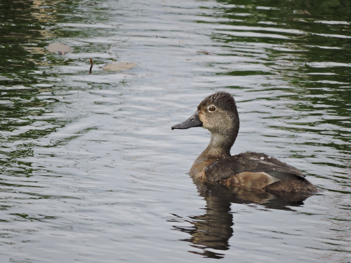 Ring-necked Duck - ML619306503