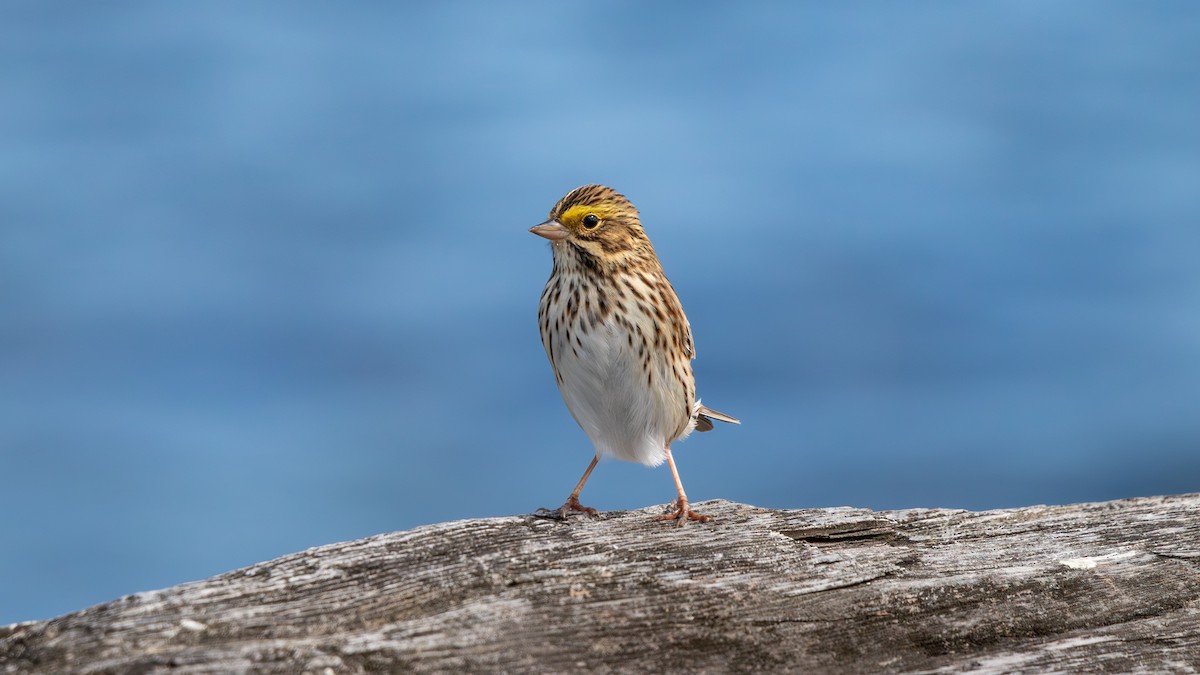 Savannah Sparrow - ML619306513