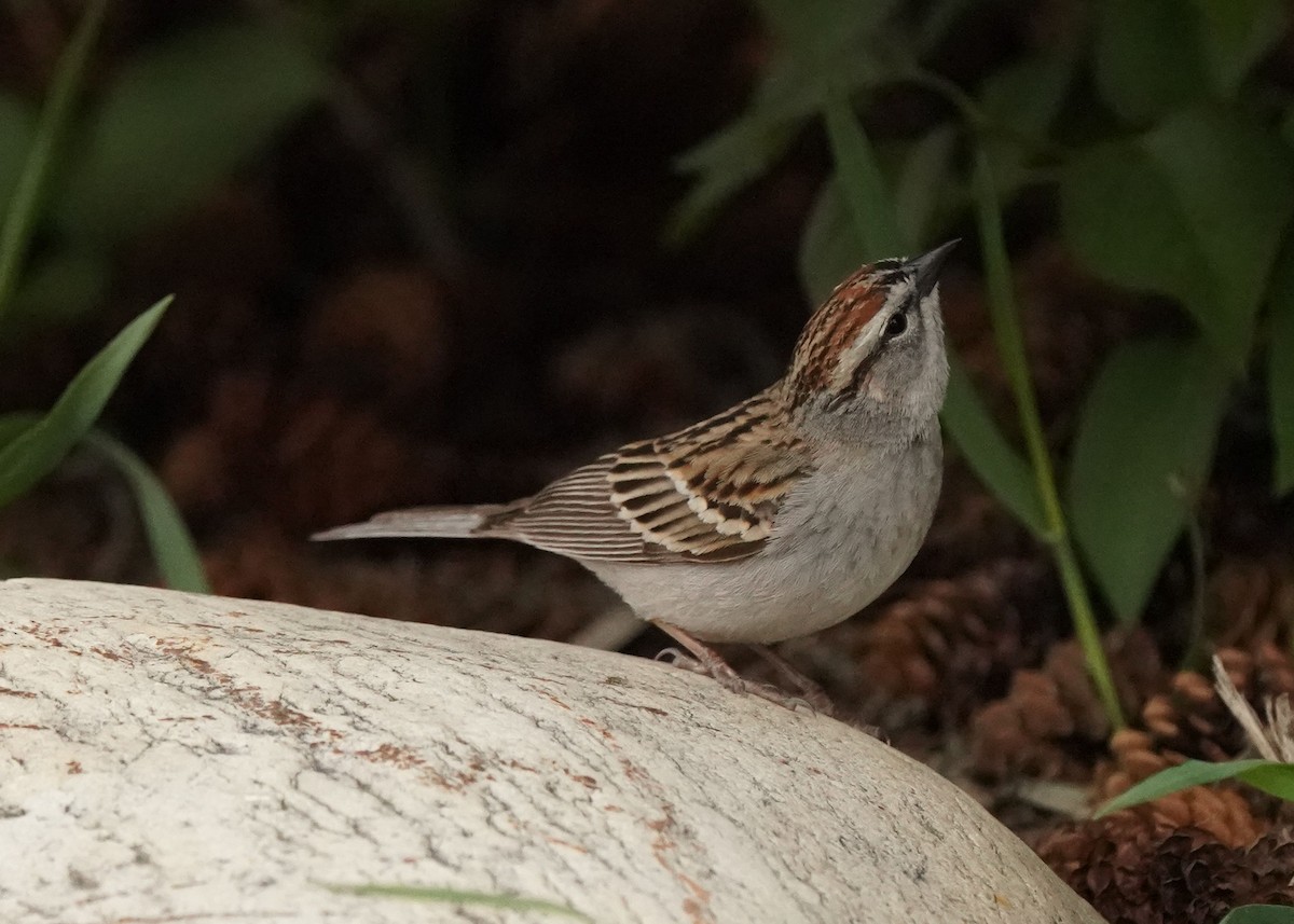 Chipping Sparrow - ML619306521