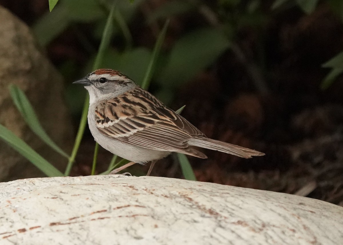 Chipping Sparrow - ML619306522