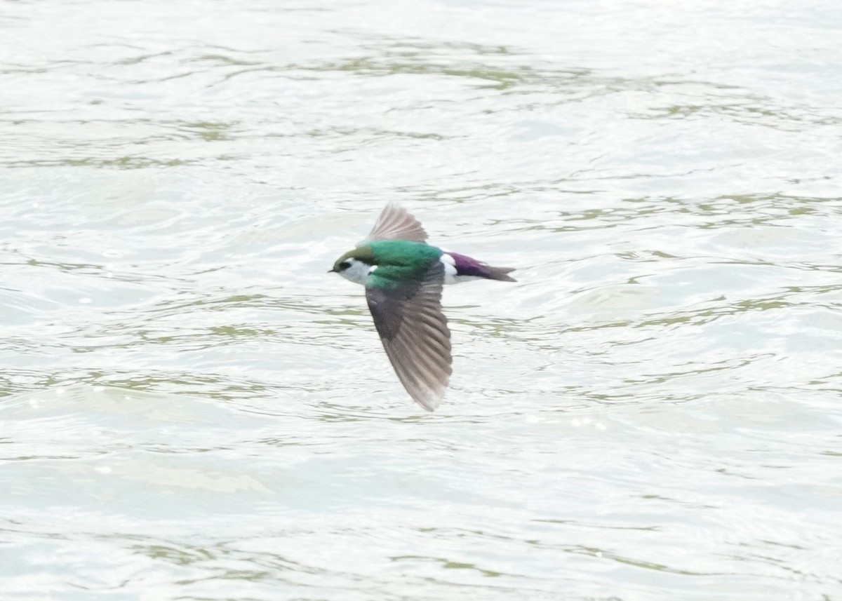 Violet-green Swallow - ML619306540