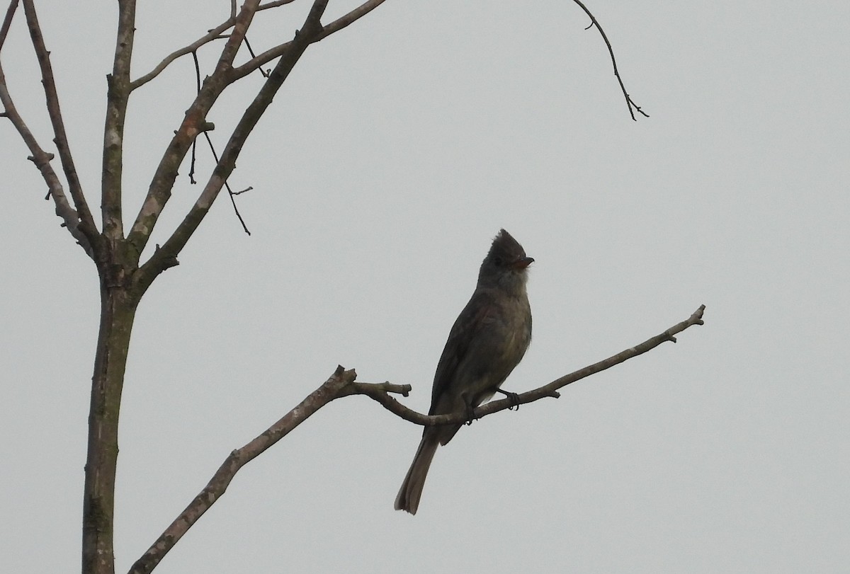 Greater Pewee - ML619306600