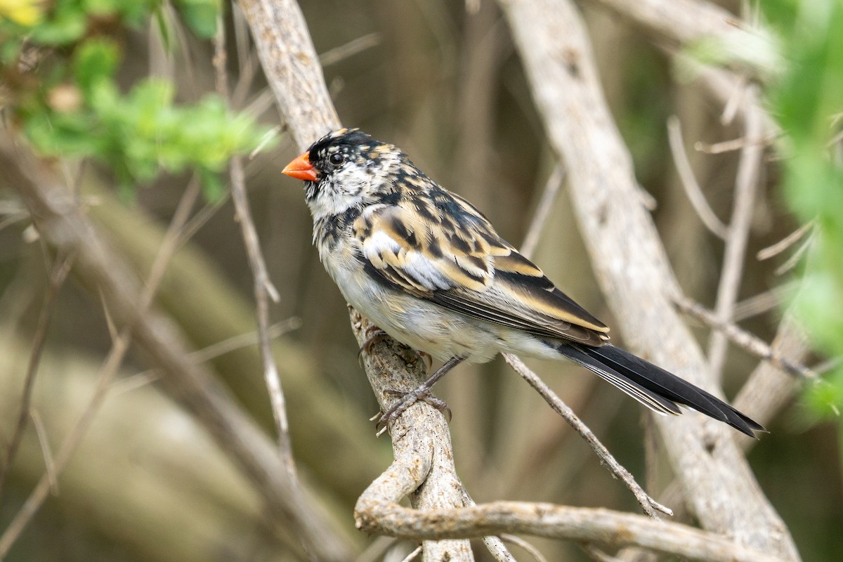 Pin-tailed Whydah - ML619306667