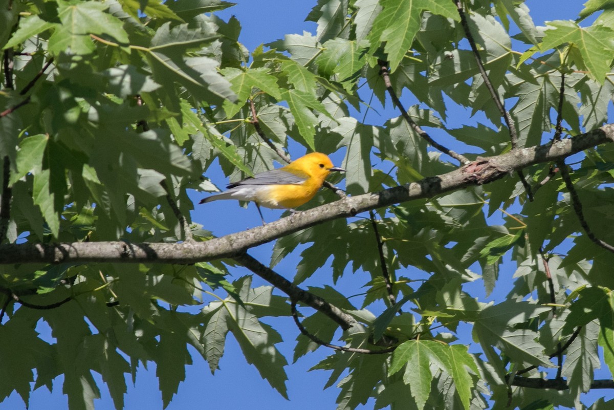 Prothonotary Warbler - ML619306677