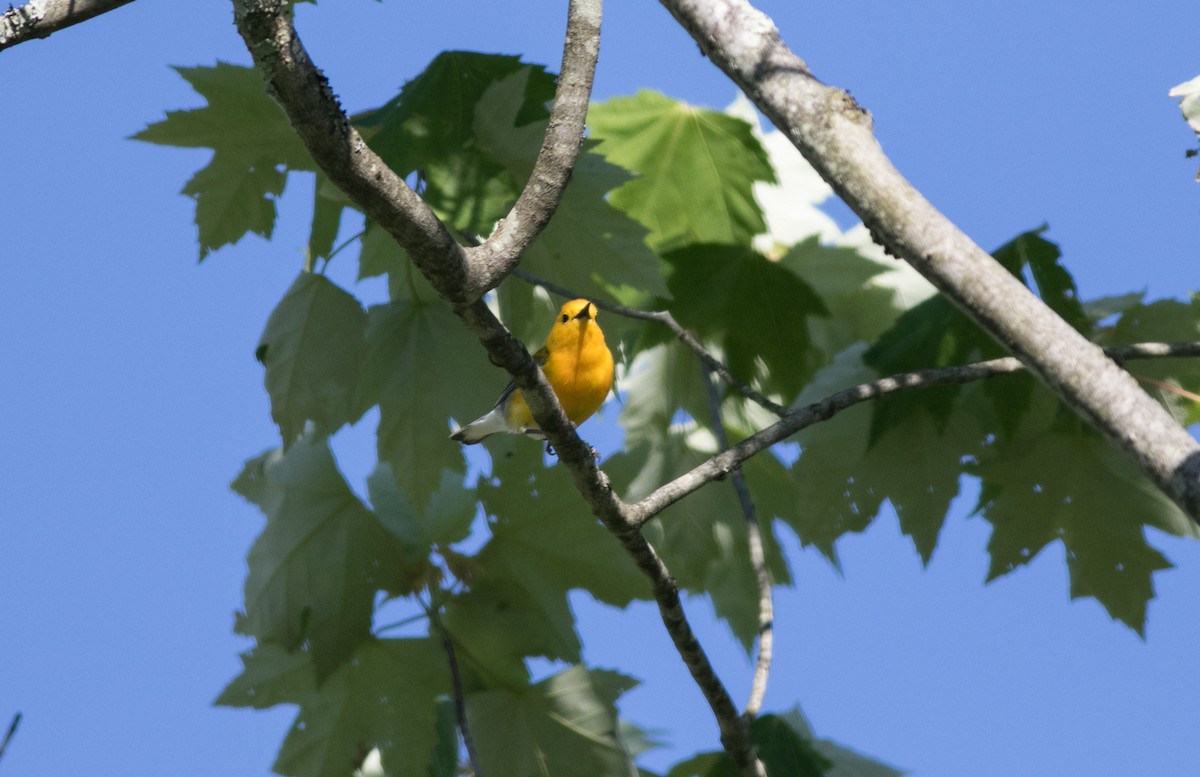 Prothonotary Warbler - ML619306678
