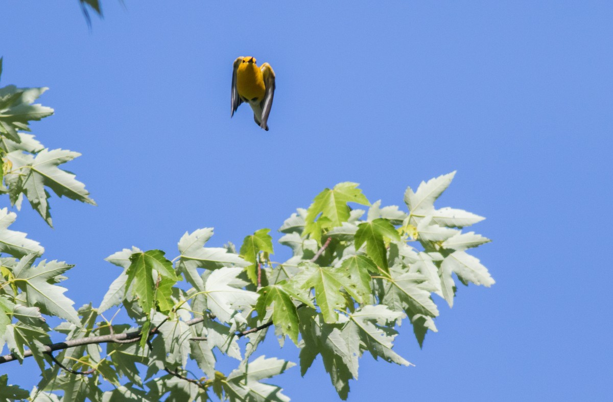 Prothonotary Warbler - ML619306679