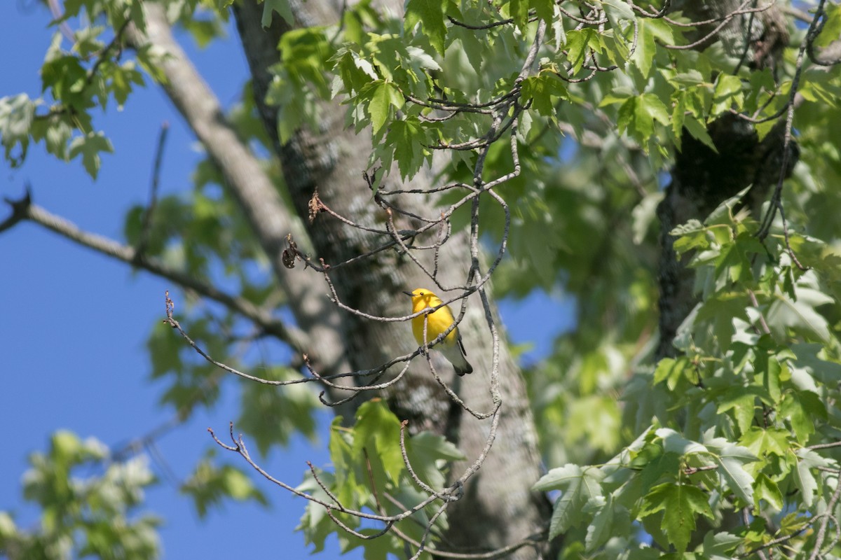 Prothonotary Warbler - ML619306708