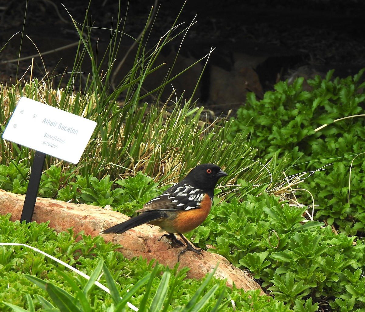 Spotted Towhee - ML619306714
