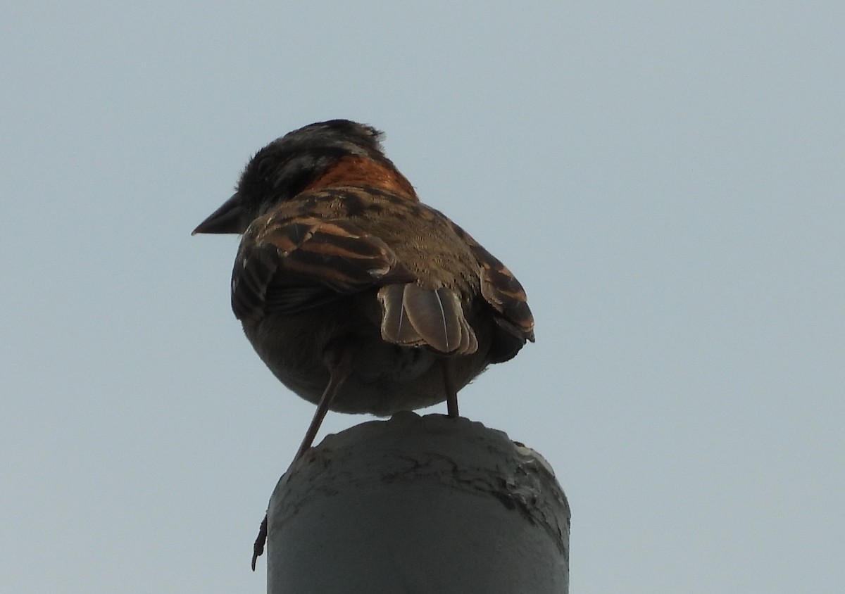 Rufous-collared Sparrow - ML619306720
