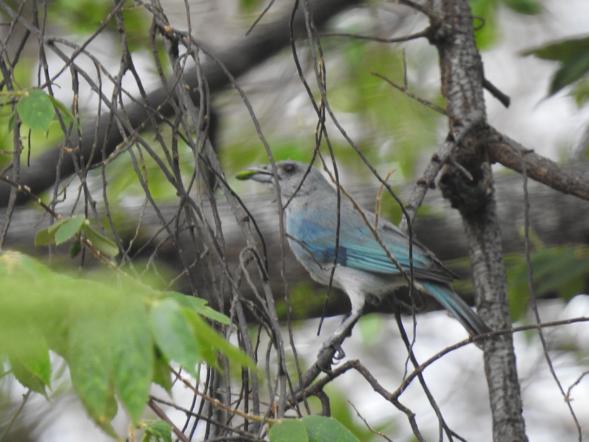 Glaucous Tanager - ML619306759