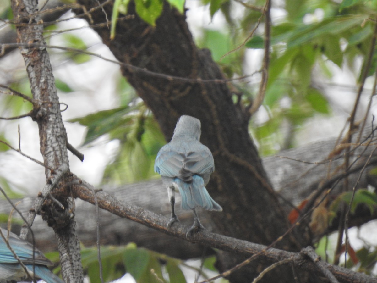 Glaucous Tanager - ML619306765