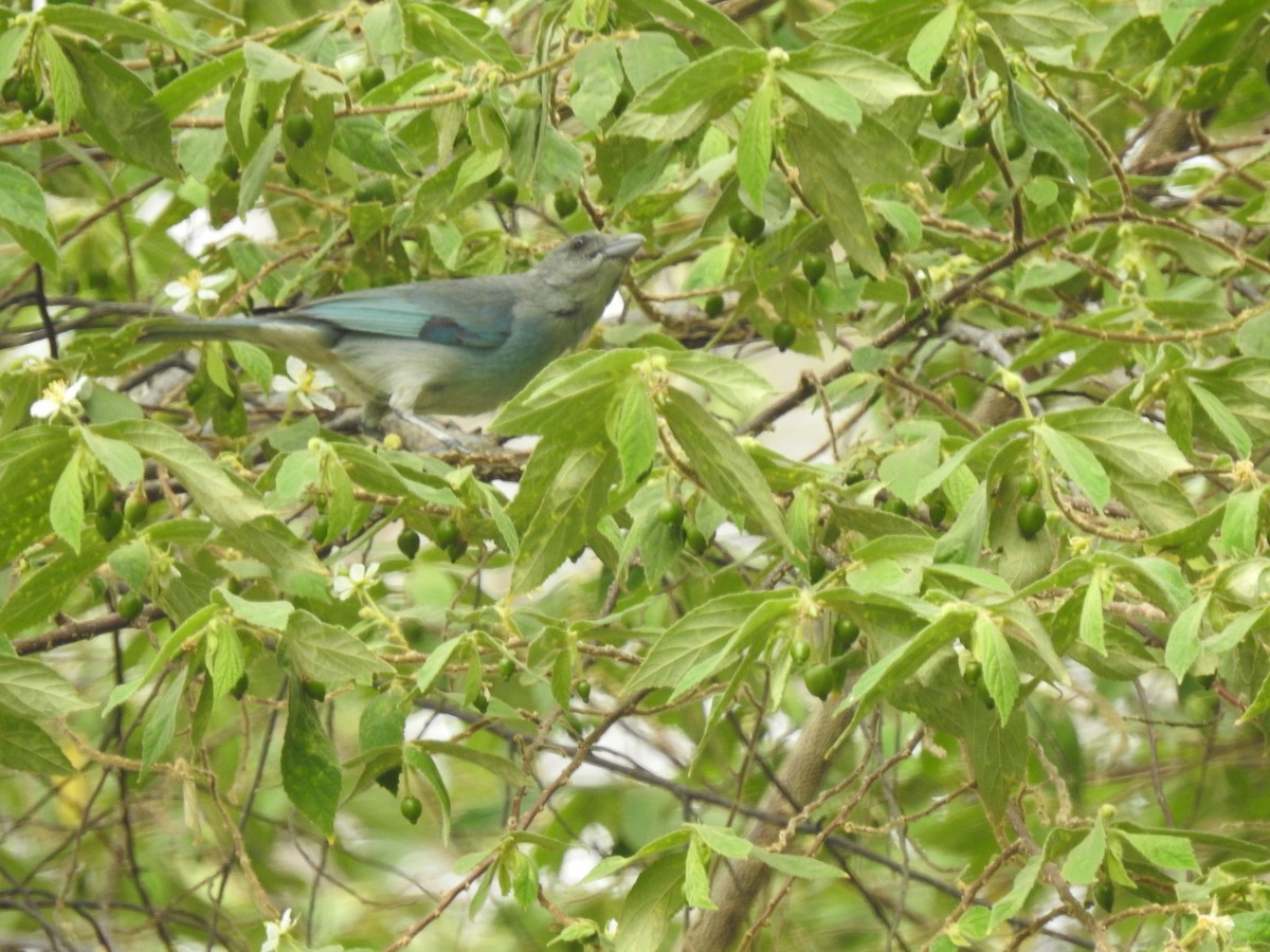 Glaucous Tanager - ML619306772