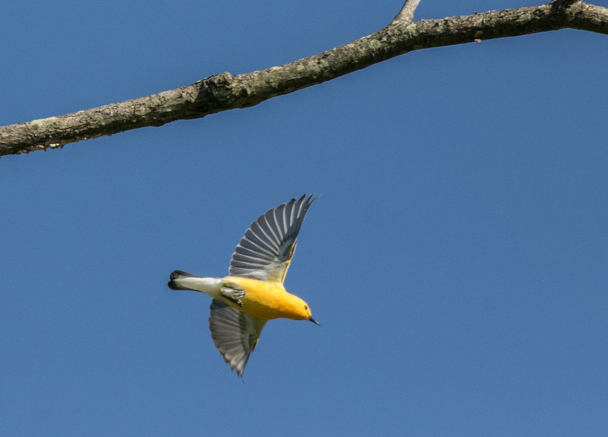 Prothonotary Warbler - ML619306807