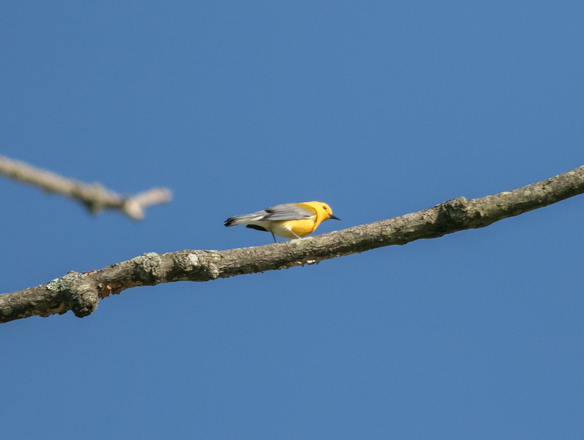 Prothonotary Warbler - ML619306808