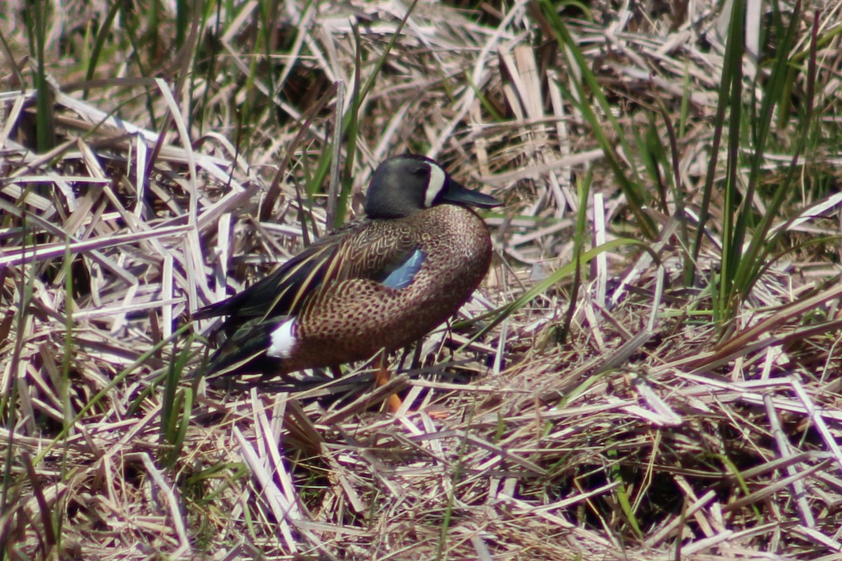 Blue-winged Teal - ML619306810