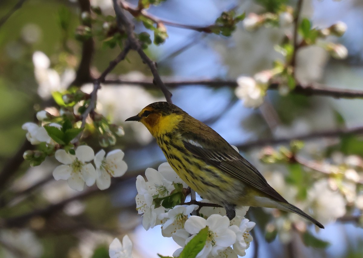 Cape May Warbler - ML619306831