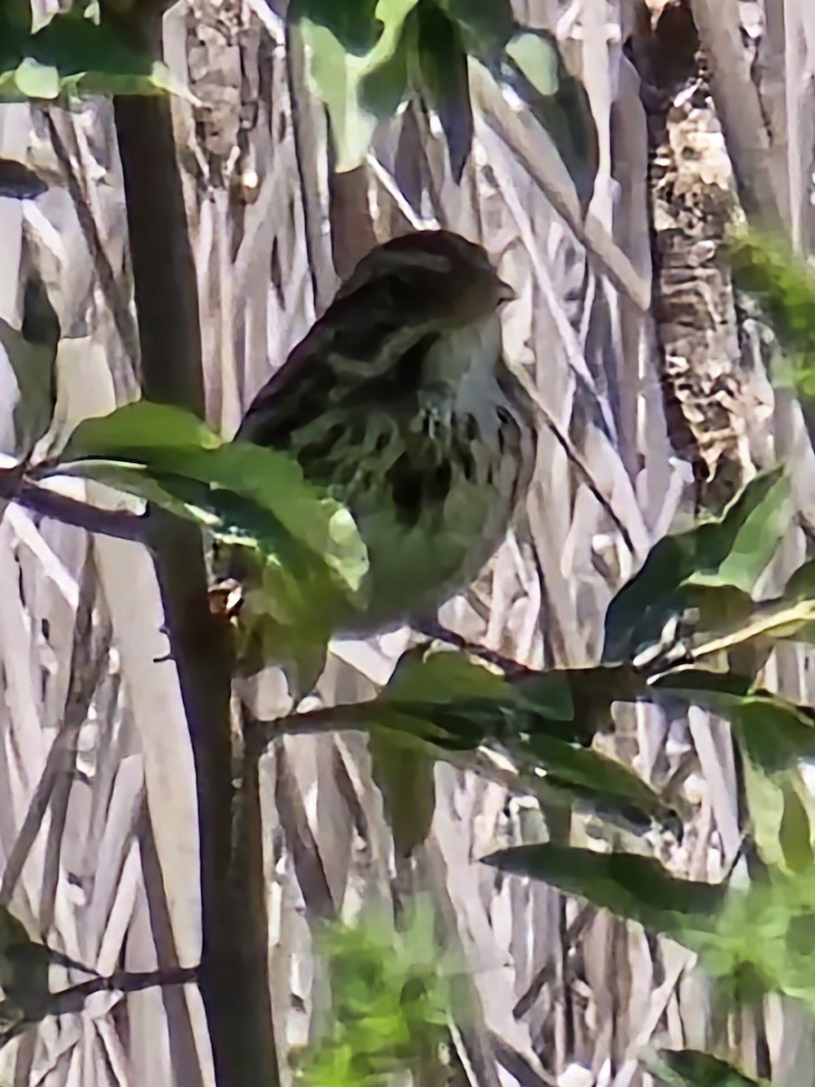 Swamp Sparrow - ML619306888