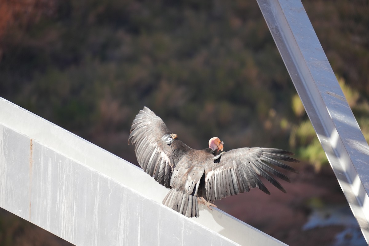 California Condor - ML619306909