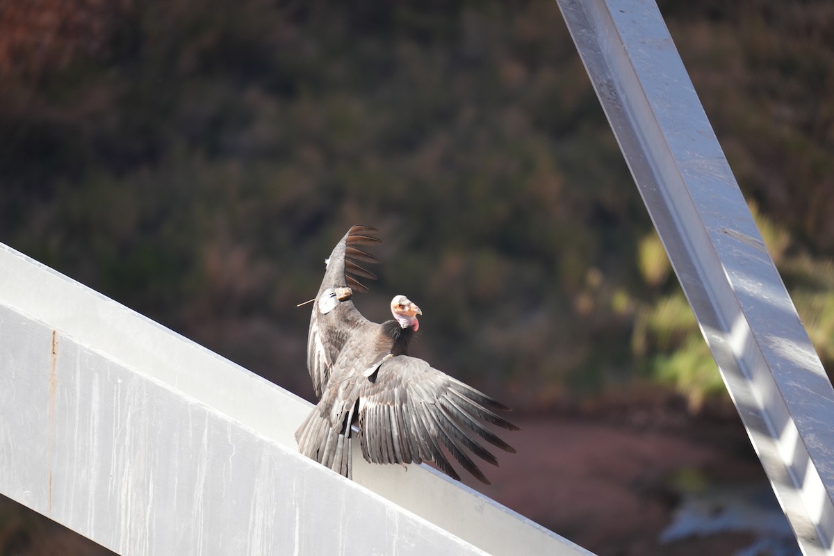 California Condor - ML619306910
