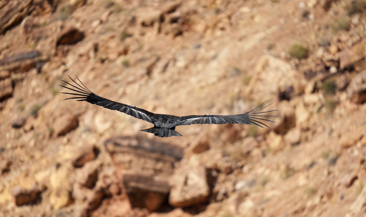 California Condor - ML619306912