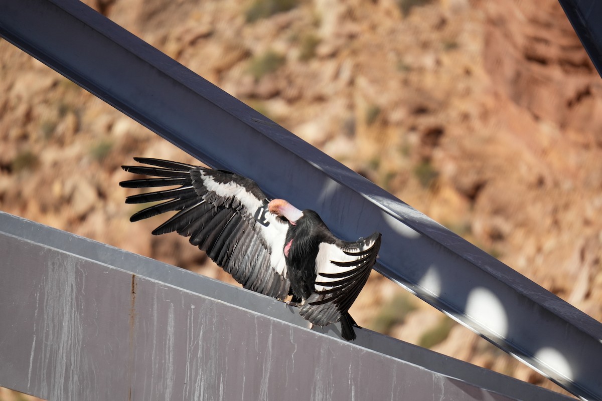 California Condor - ML619306922
