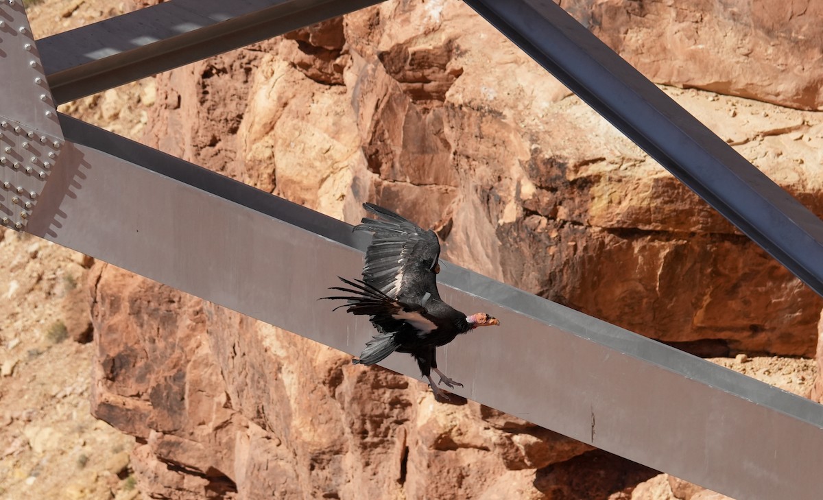 California Condor - ML619306923
