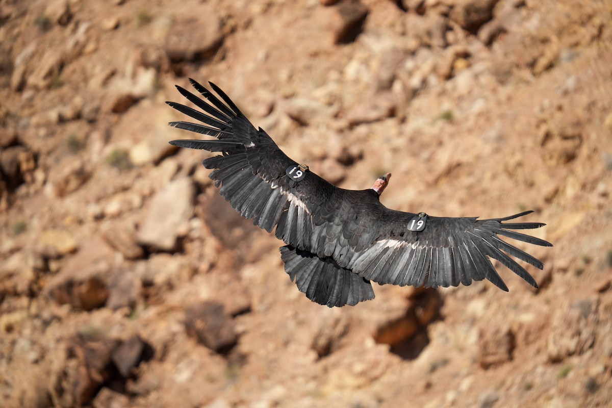 California Condor - ML619306926
