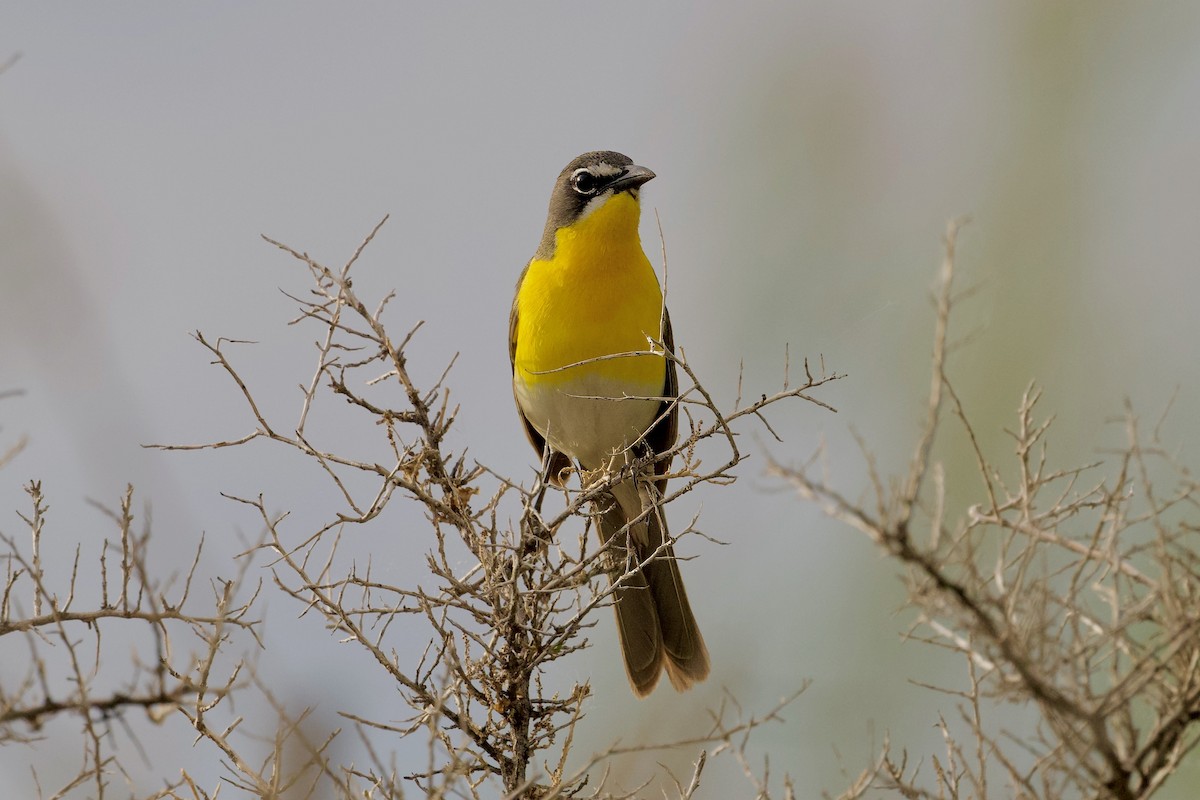 Yellow-breasted Chat - ML619306959