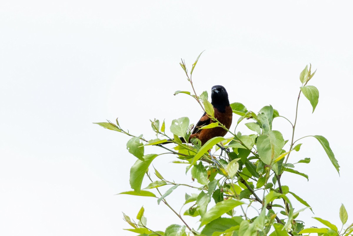 Orchard Oriole - ML619306984