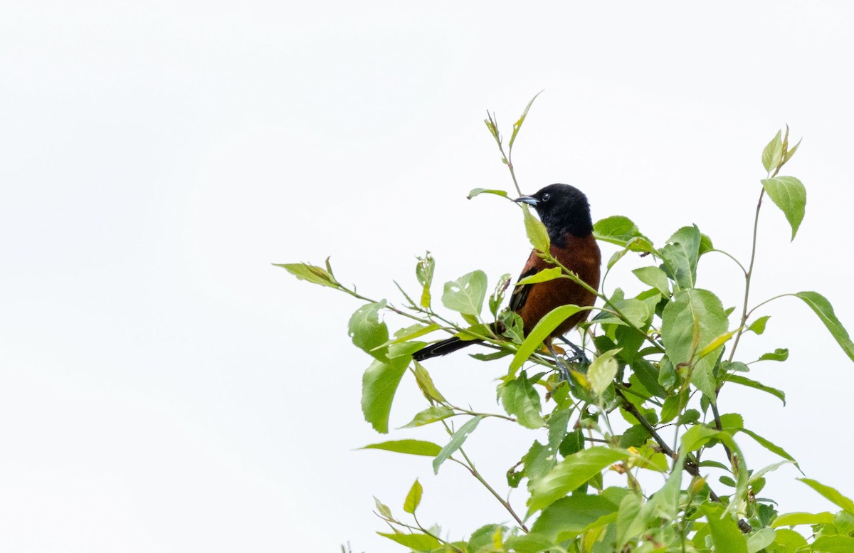 Orchard Oriole - ML619306985