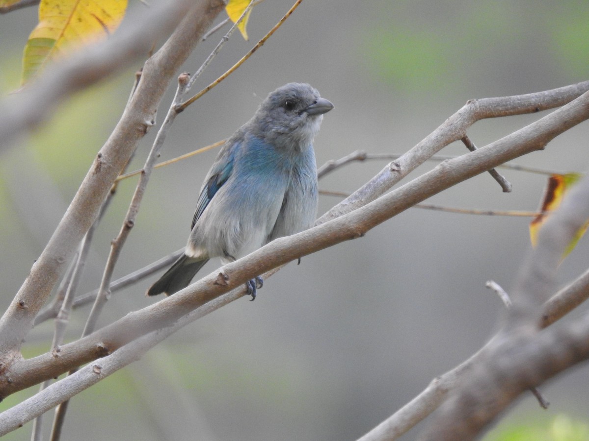 Glaucous Tanager - ML619307005