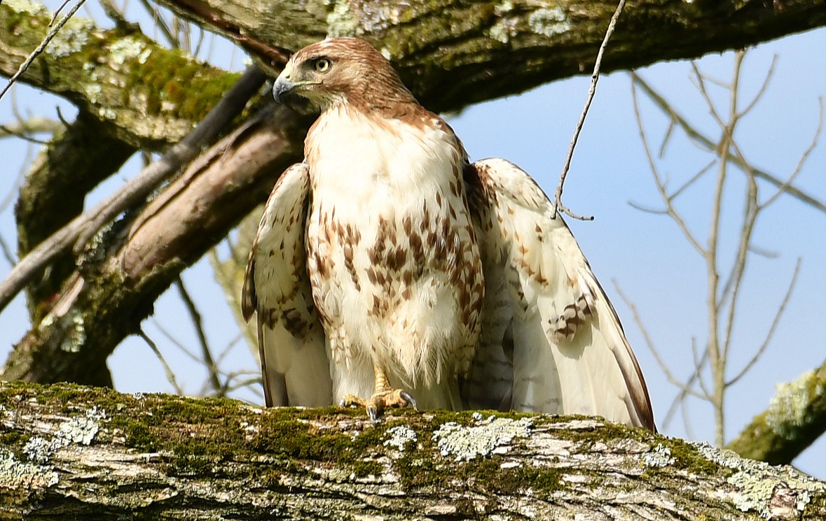 Red-tailed Hawk - ML619307014