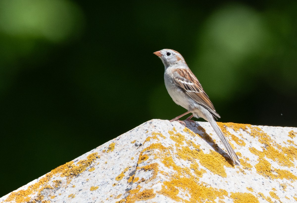 Field Sparrow - ML619307033