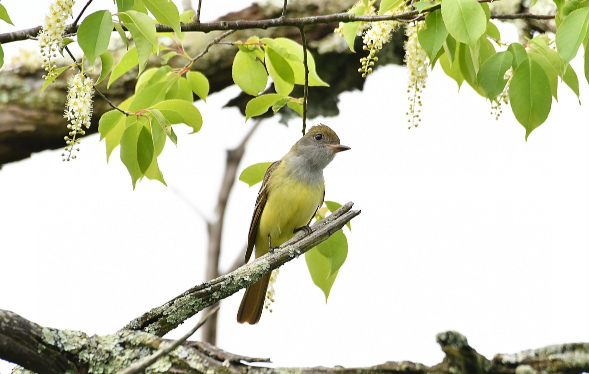 Great Crested Flycatcher - ML619307039