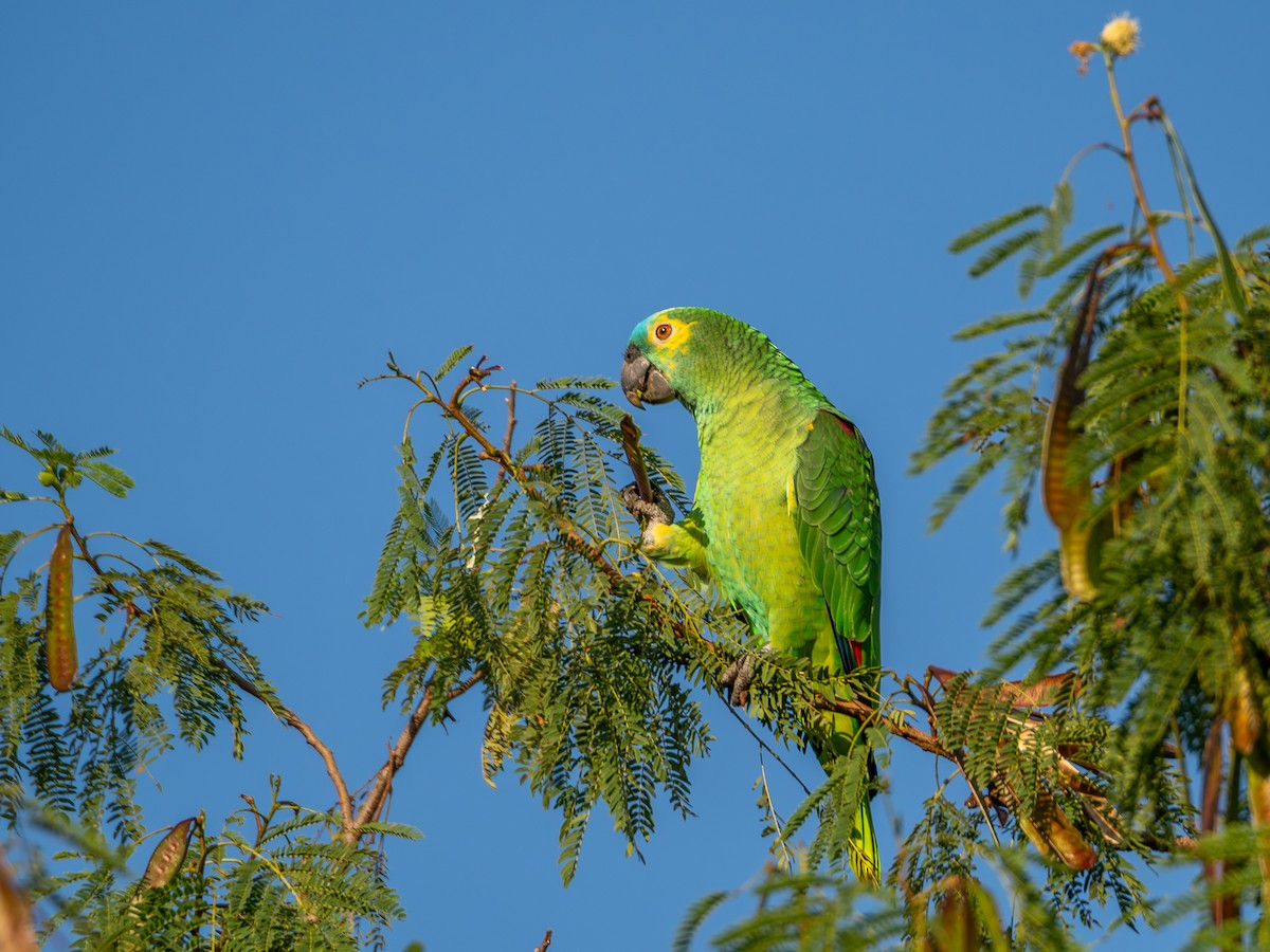 Turquoise-fronted Parrot - ML619307095