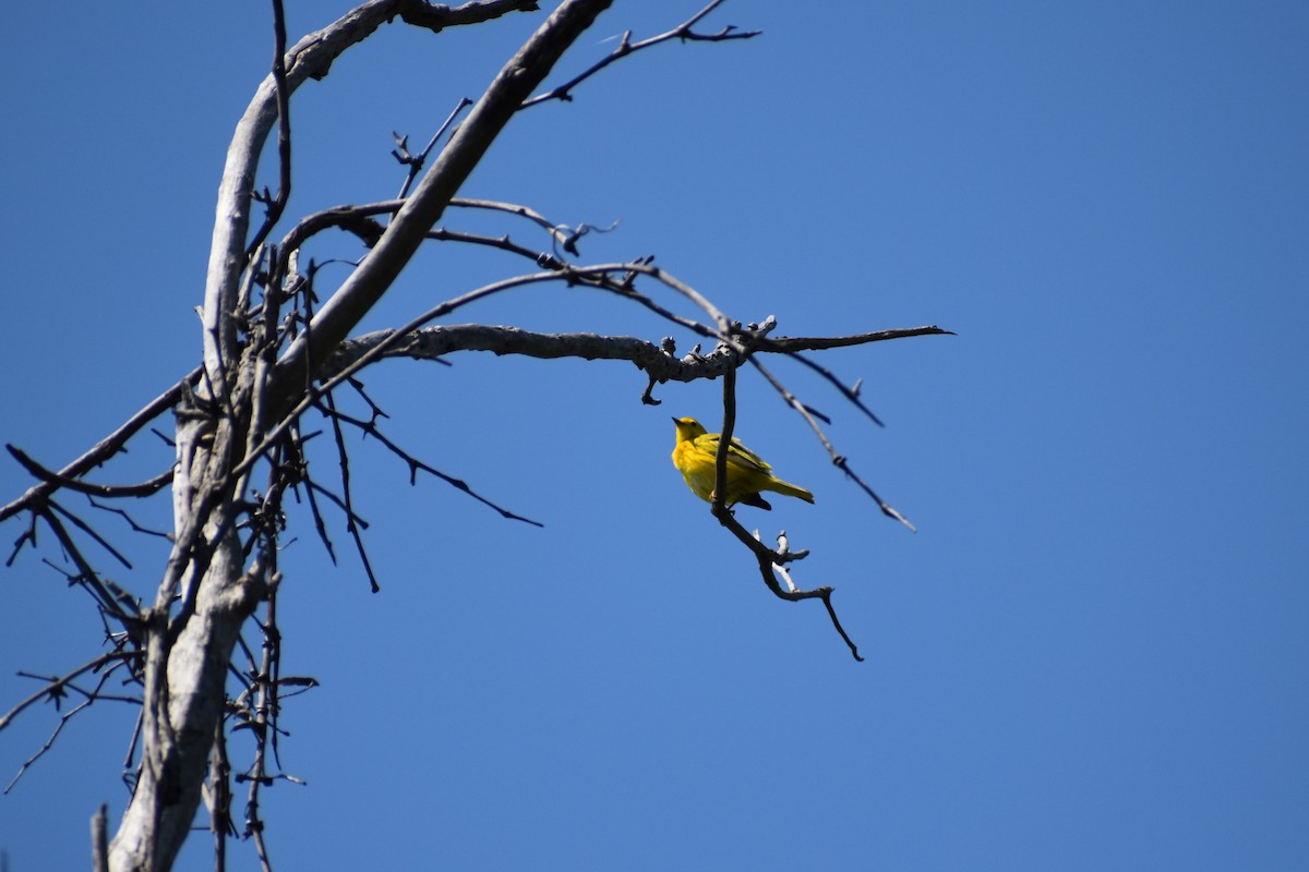 Yellow Warbler - ML619307136
