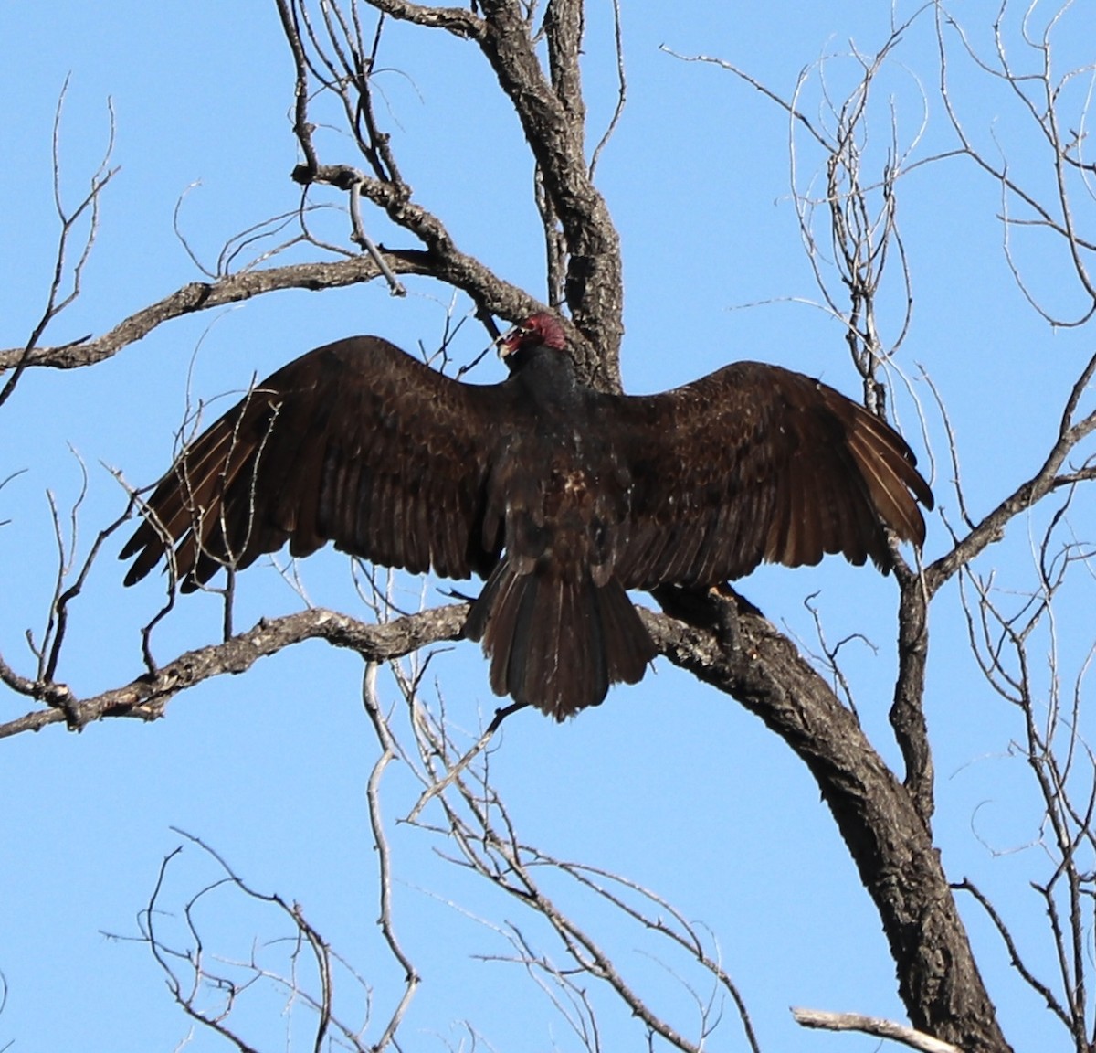 Turkey Vulture - ML619307142