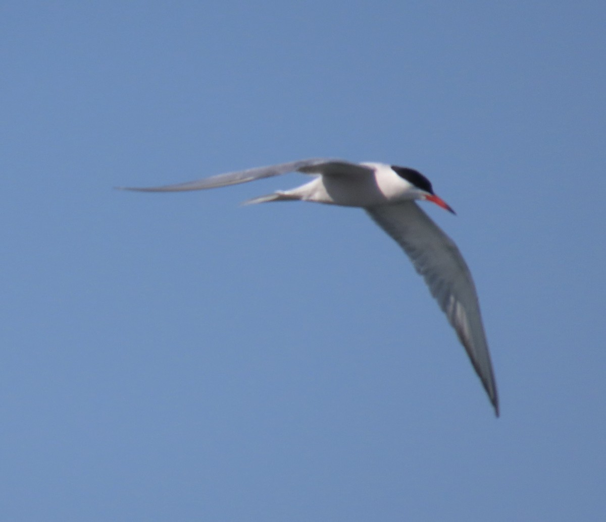 Common Tern - ML619307177