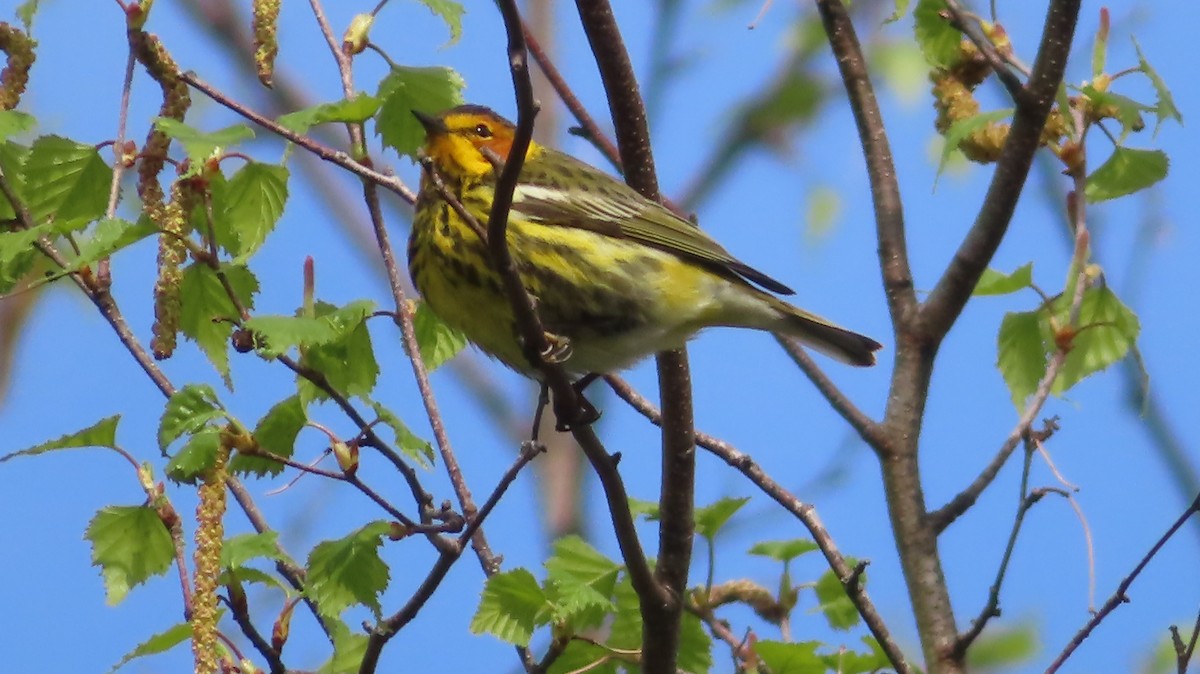 Cape May Warbler - ML619307218