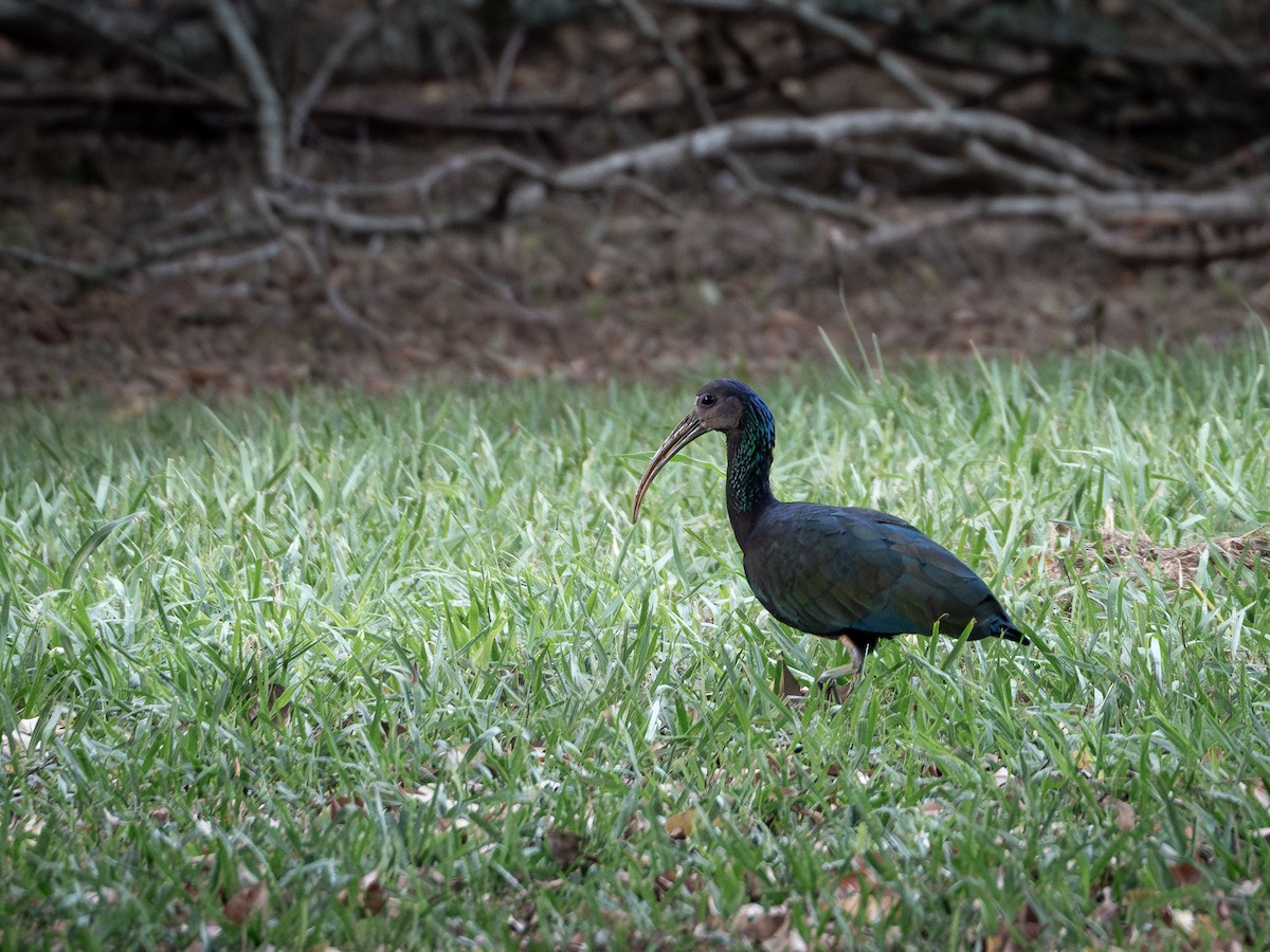 ibis zelený - ML619307238