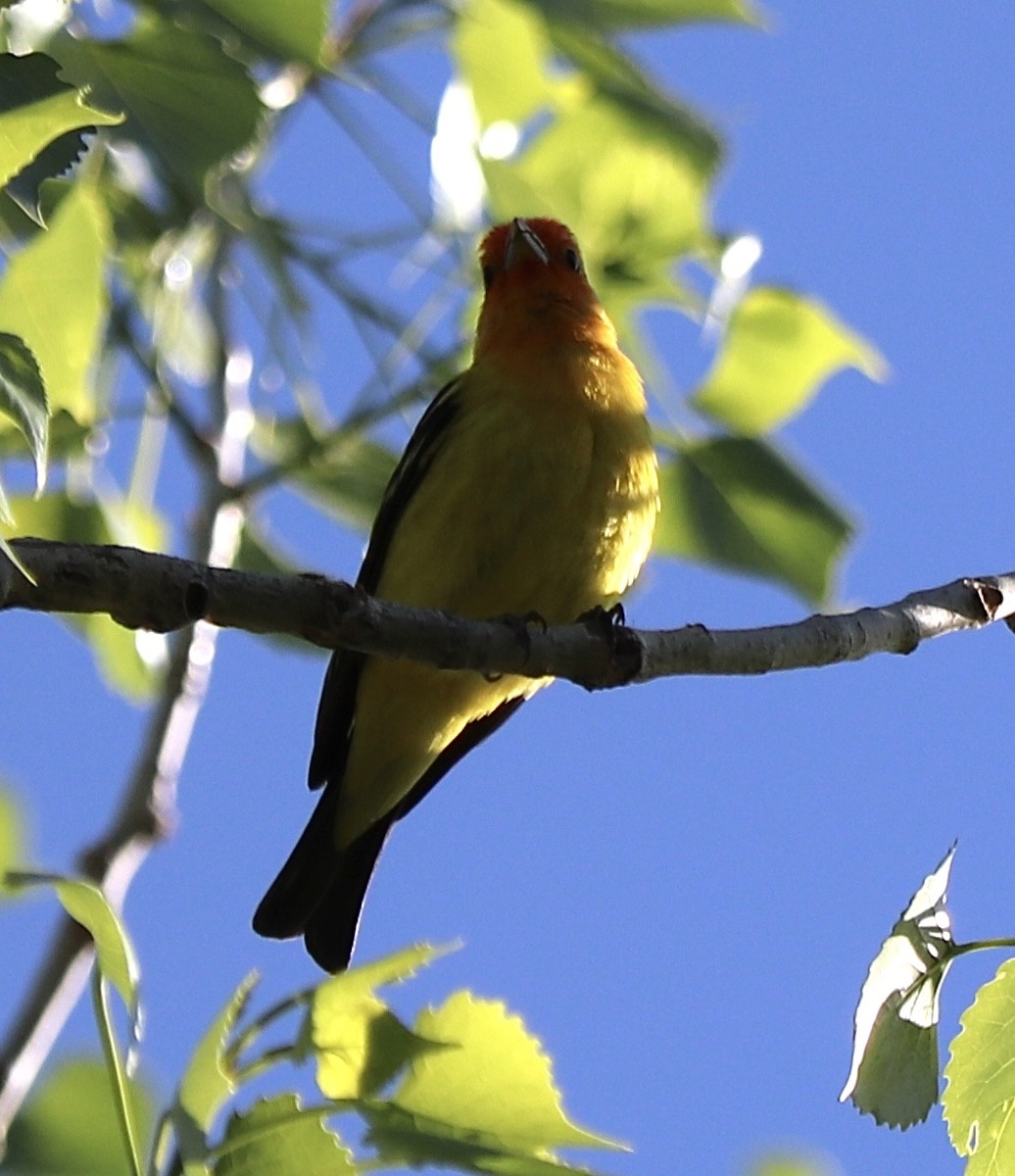 Western Tanager - ML619307242