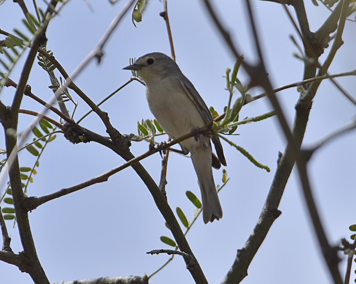 Lucy's Warbler - ML619307271