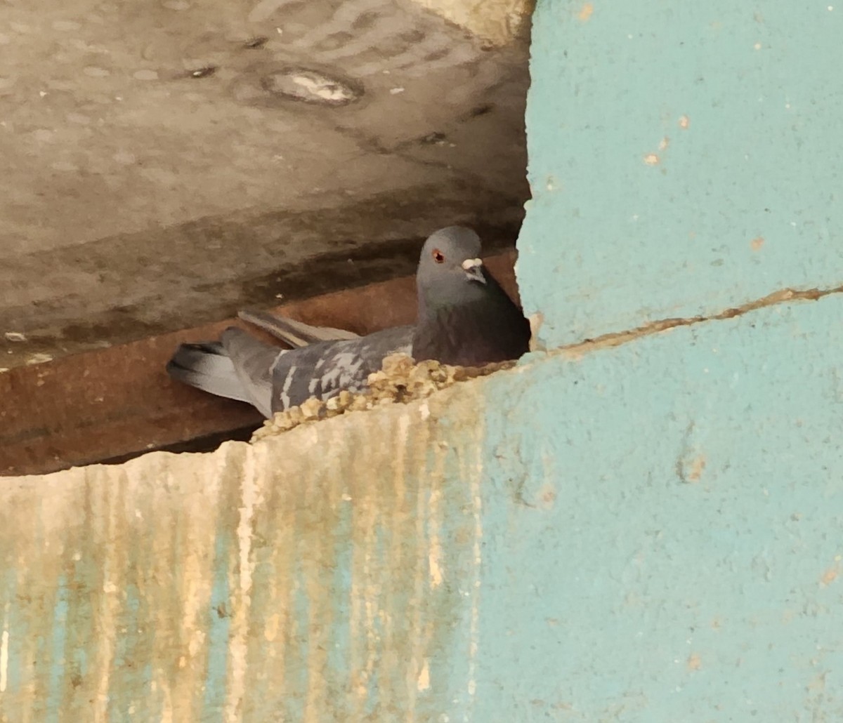 Rock Pigeon (Feral Pigeon) - ML619307275