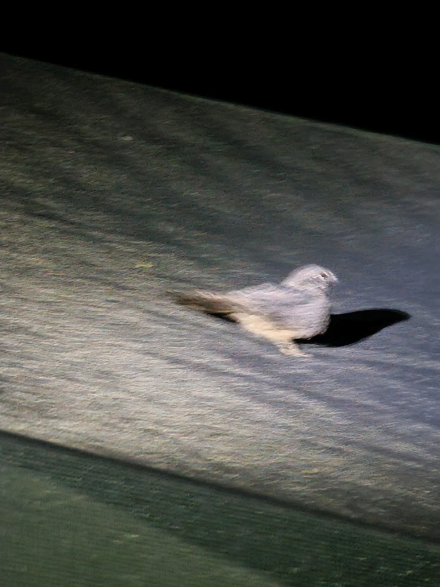 Fleckennachtschwalbe - ML619307330