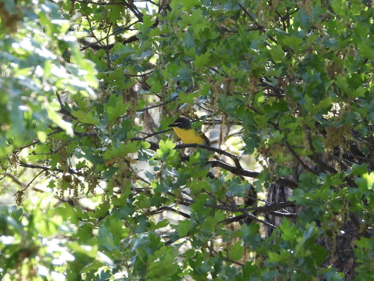 Yellow-breasted Chat - ML619307383
