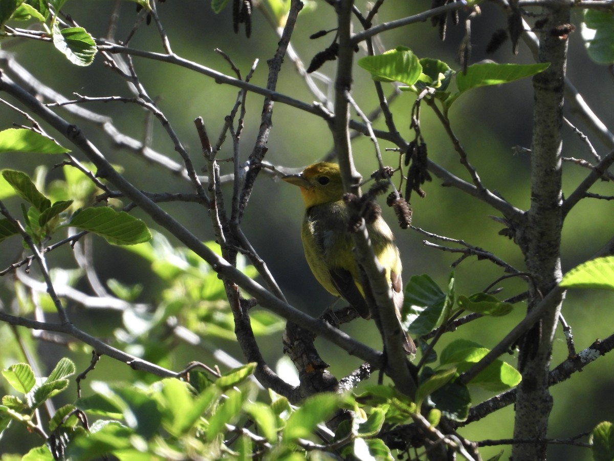 Western Tanager - ML619307401