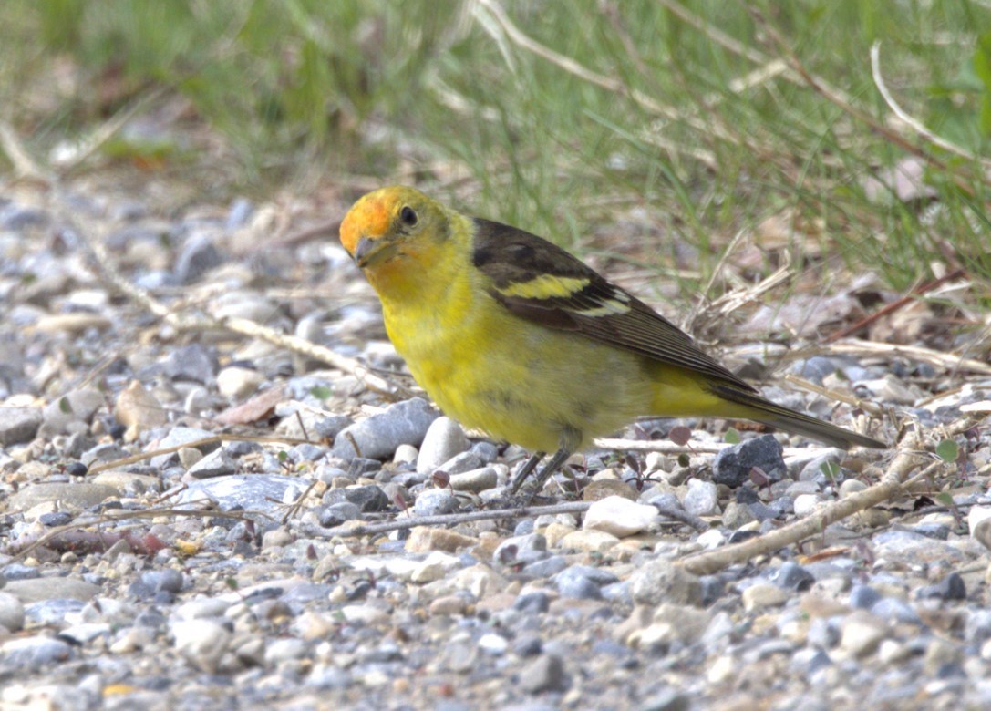 Western Tanager - ML619307431