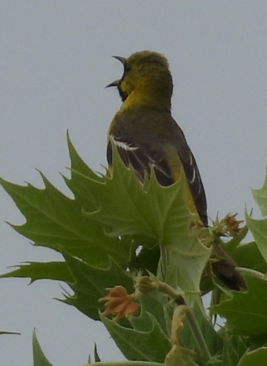 Orchard Oriole - ML619307455